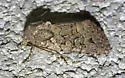 Nudorthodes texana - Hodges#10560 - photo 3