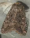 Nudorthodes texana - Hodges#10560 - photo 4