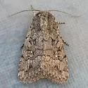 Nudorthodes texana - Hodges#10560 - photo 5