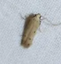 Numata bipunctella - Hodges#1765 - Numata bipunctella