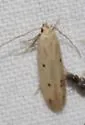 Numata bipunctella - Hodges#1765 - photo 2