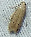 Numata bipunctella - Hodges#1765 - photo 3