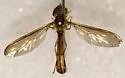 Nuntianus cubanus - Nuntianus cubanus