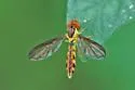 Nuntianus cubanus - photo 4