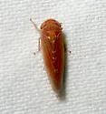 Nurenus snowi - photo 5