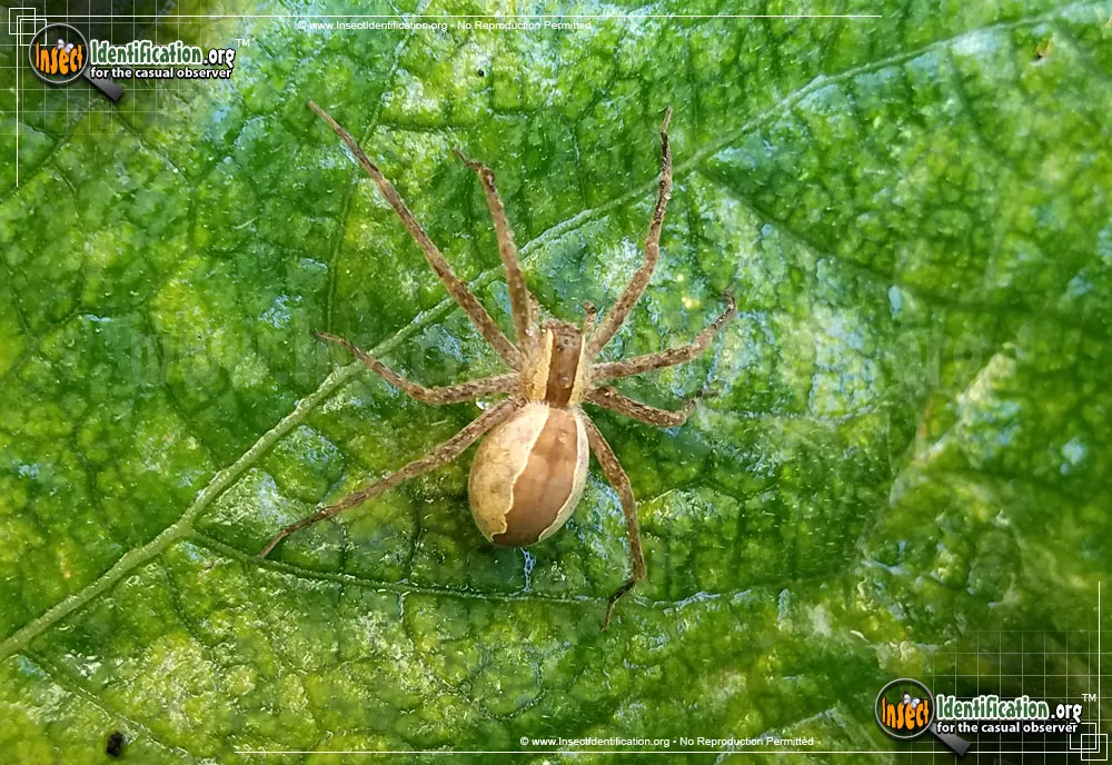 Nursery Web Spider