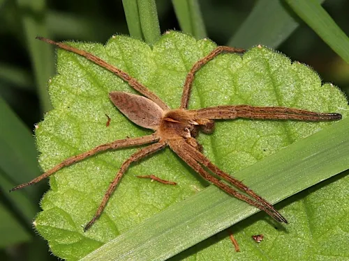 Nursery Web Spider - photo 2