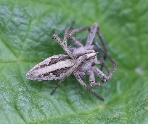 Nursery Web Spider - photo 3