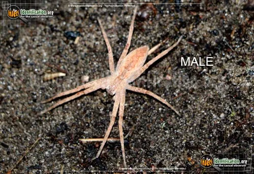 Nursery Web Spider - photo 4