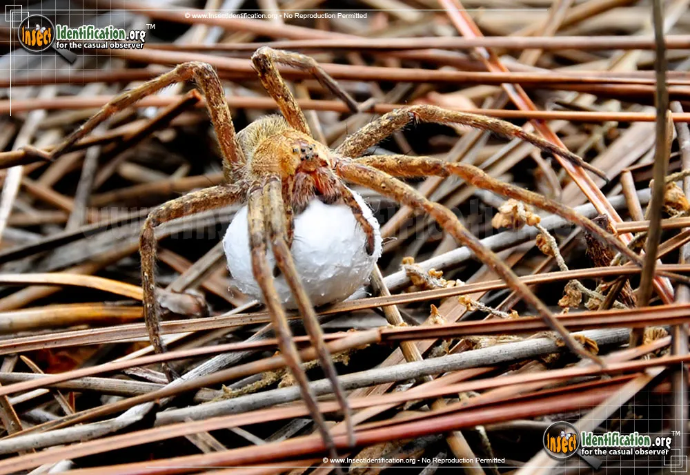 Nursery Web Spider - photo 5