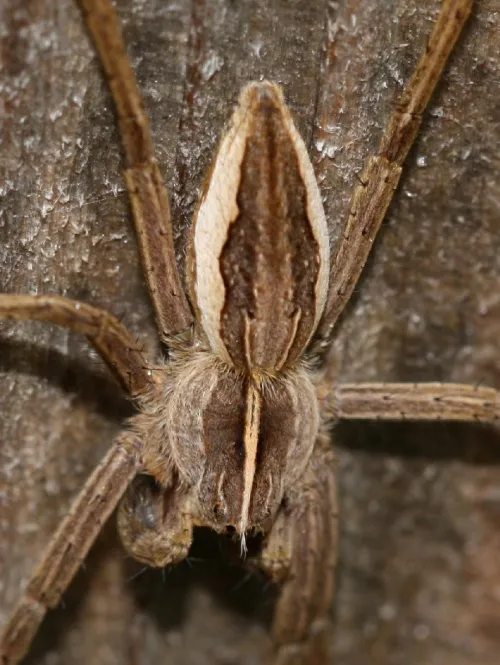 Nursery Web Spider - photo 6
