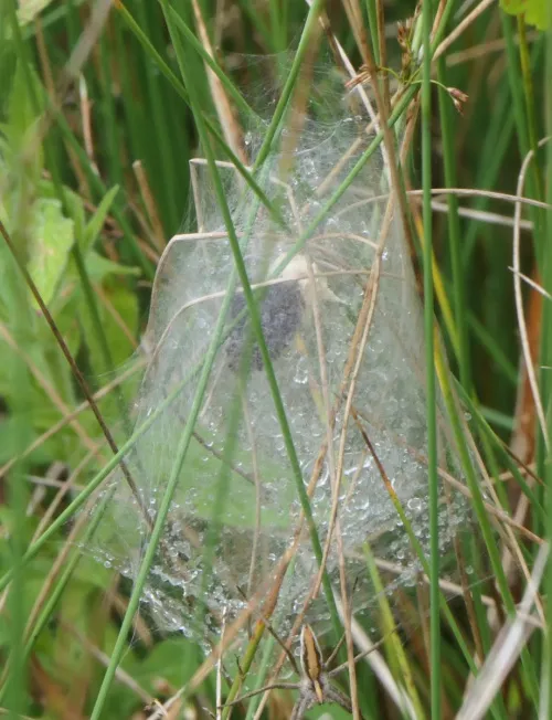 Nursery Web Spider - photo 7