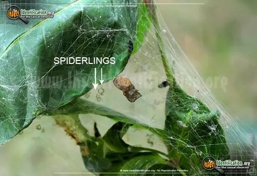 Nursery Web Spider - photo 8