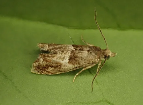 Nut Bud Moth - photo 2