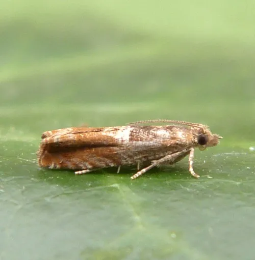 Nut Bud Moth - photo 3