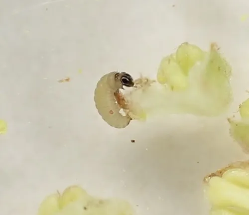 Nut Bud Moth - photo 4
