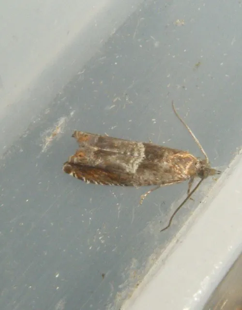Nut Bud Moth - photo 5