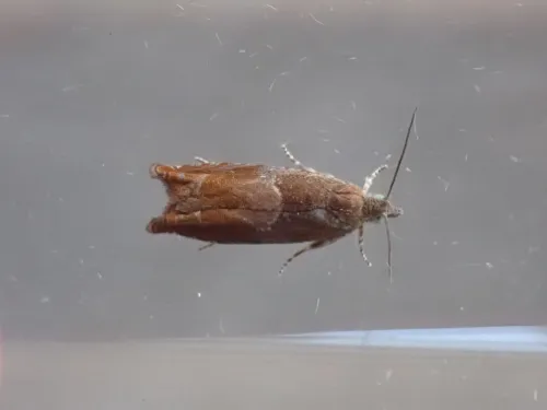 Nut Bud Moth - photo 6