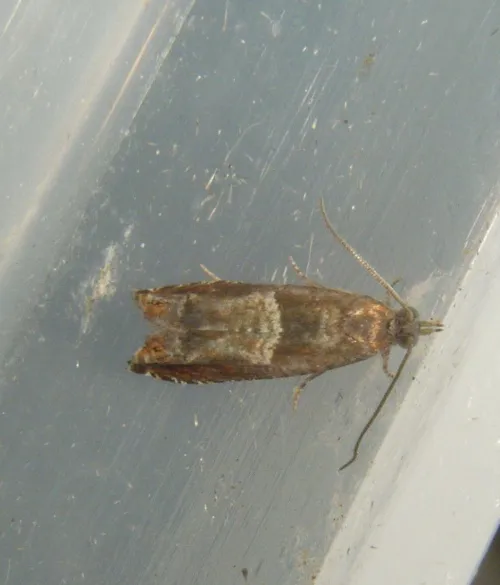 Nut Bud Moth - photo 7