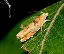 Nut Bud Moth - photo 8