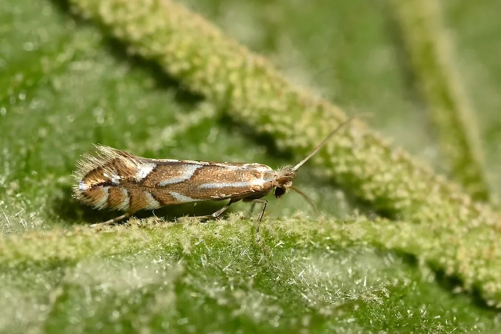 Nut Leaf Blister Moth - photo 2