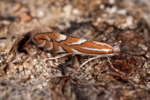 Nut Leaf Blister Moth - photo 4