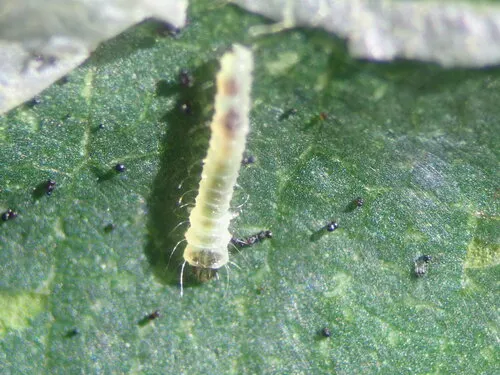 Nut Leaf Blister Moth - photo 5