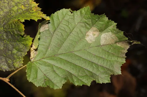 Nut Leaf Blister Moth - photo 6