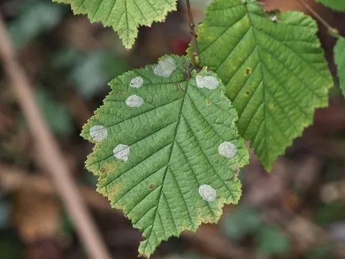 Nut Leaf Blister Moth - photo 7