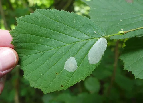 Nut Leaf Blister Moth - photo 8
