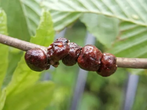 Nut Scale - photo 2