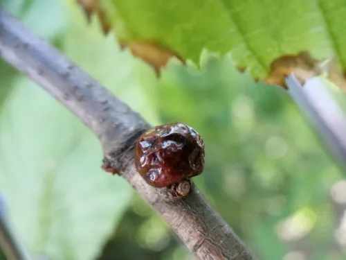 Nut Scale - photo 3