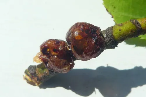 Nut Scale - photo 4