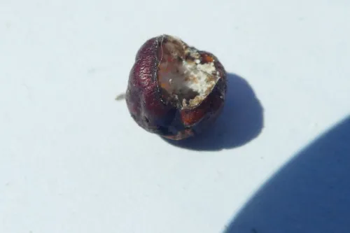 Nut Scale - photo 5