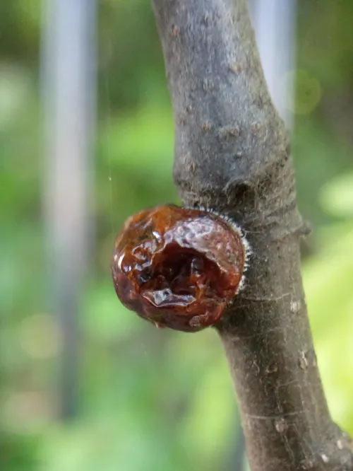 Nut Scale - photo 6