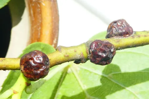 Nut Scale - photo 7