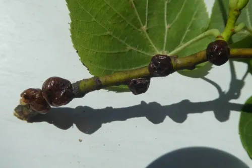 Nut Scale - photo 8