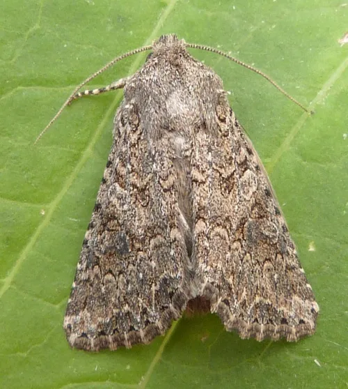 The Nutmeg - Anarta trifolii