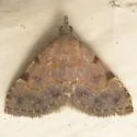 Nychioptera accola - Hodges#8486