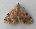 Nychioptera accola - Hodges#8486 - photo 4
