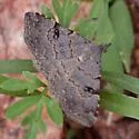 Nychioptera noctuidalis - Hodges#8485