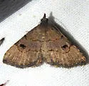Nychioptera noctuidalis - Hodges#8485 - photo 2