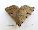 Nychioptera noctuidalis - Hodges#8485 - photo 4