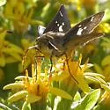 Violet-banded Skipper - Hodges#4123 - photo 2