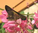 Violet-banded Skipper - Hodges#4123 - photo 3