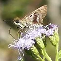 Violet-banded Skipper - Hodges#4123 - photo 4