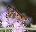 Violet-banded Skipper - Hodges#4123 - photo 5