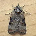 Grey Midget - Hodges#8977 - photo 4