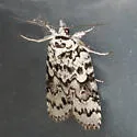 Nycteola columbiana - Hodges#8976