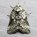 Nycteola columbiana - Hodges#8976 - photo 3